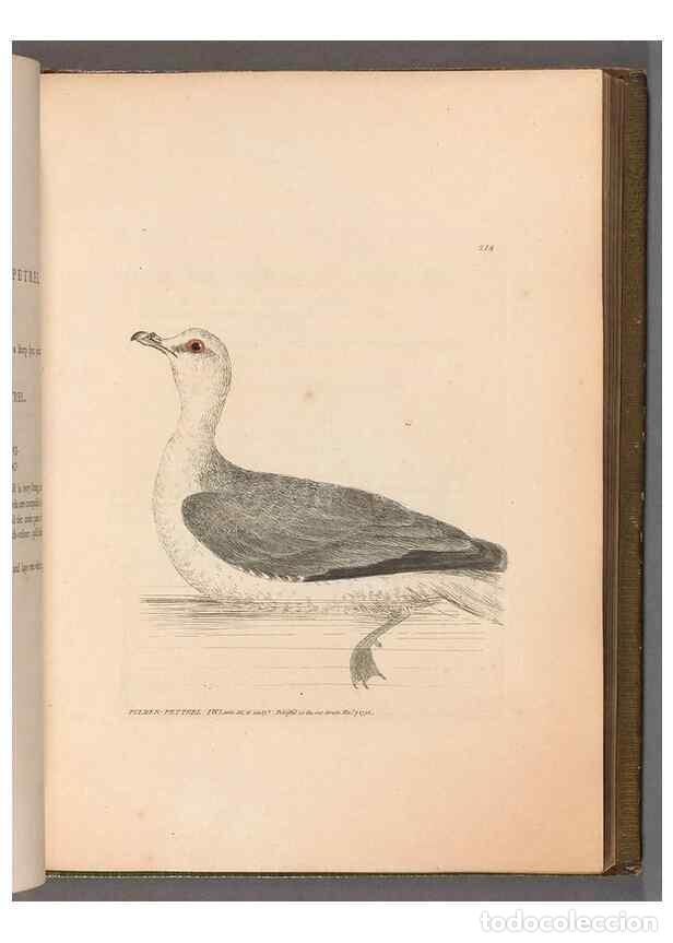 Sammeln von Zeitschriften und Zeitungen: Reproducci&oacute;n/Reproduction 49055649312: The birds of Great Britain,. 1795-1801.. - Lewin, William,