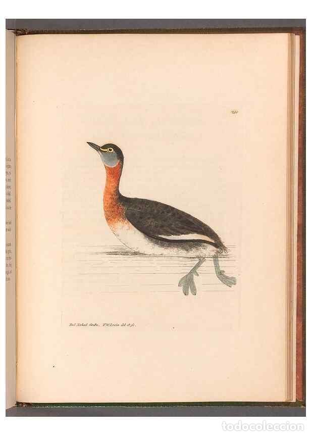 Sammeln von Zeitschriften und Zeitungen: Reproducci&oacute;n/Reproduction 49054807308: The birds of Great Britain,. 1795-1801.. - Lewin, William,