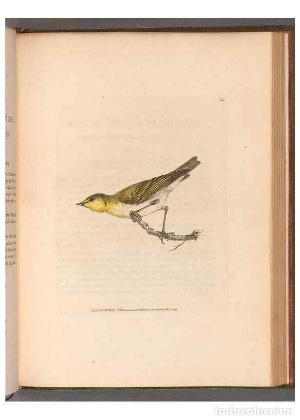 Sammeln von Zeitschriften und Zeitungen: Reproducci&oacute;n/Reproduction 49055186401: The birds of Great Britain,. 1795-1801.. - Lewin, William,