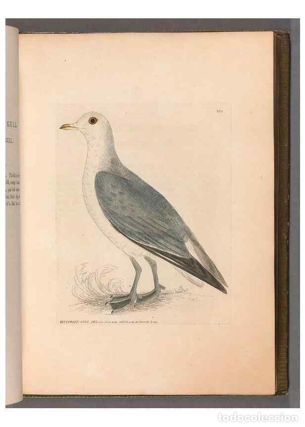 Colecionismo de Revistas e Jornais: Reproducci&oacute;n/Reproduction 49054921113: The birds of Great Britain,. 1795-1801.. - Lewin, William,