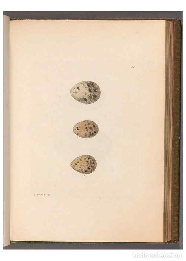 Sammeln von Zeitschriften und Zeitungen: Reproducci&oacute;n/Reproduction 49055655022: The birds of Great Britain,. 1795-1801.. - Lewin, William,