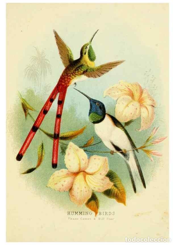 Colecionismo de Revistas e Jornais: Reproducci&oacute;n/Reproduction 48684134051: Humming-birds,. London ;T. Nelson,1874.. - Kirby, Mary,