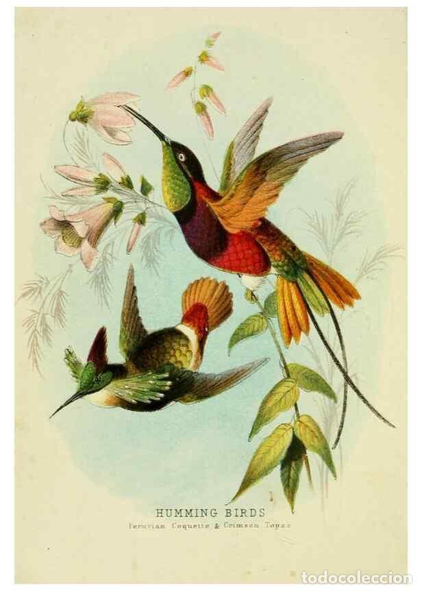 Collection Magazines and Newspapers: Reproducci&oacute;n/Reproduction 48683795088: Humming-birds,. London ;T. Nelson,1874.. - Kirby, Mary,