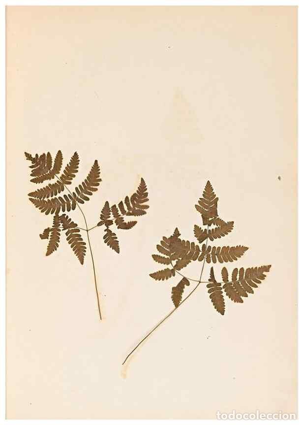 Sammeln von Zeitschriften und Zeitungen: Reproducci&oacute;n/Reproduction 46924762775: The ferns of Wales.. Heath,T. Thomas,1856.. - Young, Edward.