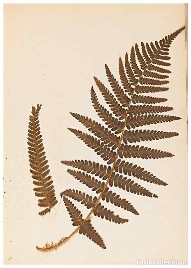 Colecionismo de Revistas e Jornais: Reproducci&oacute;n/Reproduction 47841102321: The ferns of Wales.. Heath,T. Thomas,1856.. - Young, Edward.