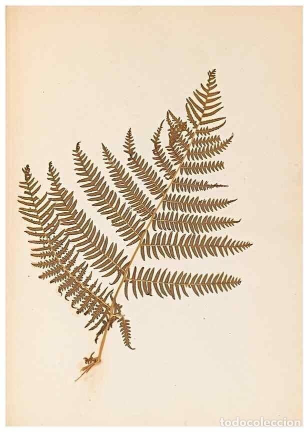 Sammeln von Zeitschriften und Zeitungen: Reproducci&oacute;n/Reproduction 40874337993: The ferns of Wales.. Heath,T. Thomas,1856.. - Young, Edward.
