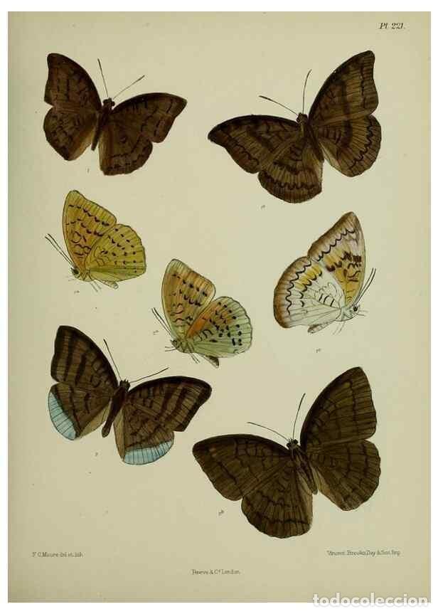 Collectionnisme de Revues et Journaux: Reproducci&oacute;n/Reproduction 39311933450: Lepidoptera indica.. London,1890-1913.. - Moore, Frederic,