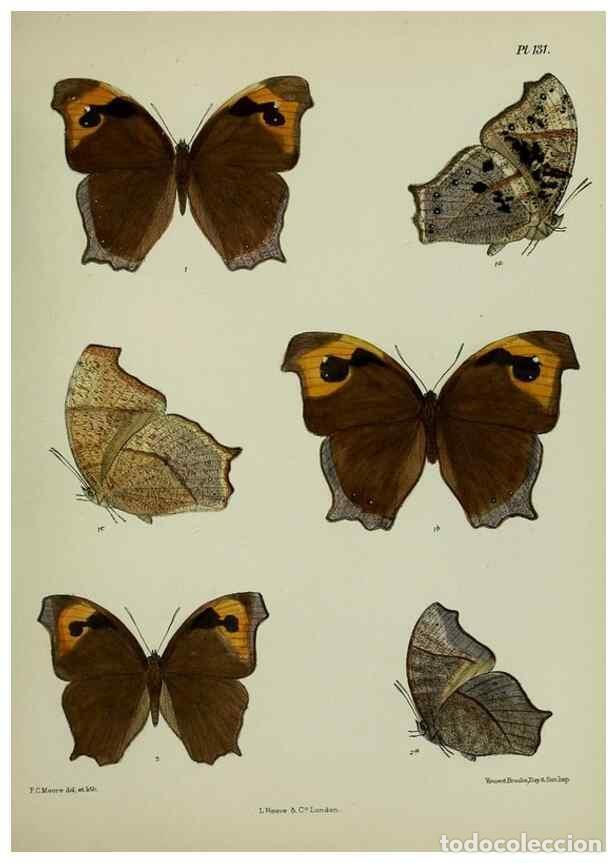 Collectionnisme de Revues et Journaux: Reproducci&oacute;n/Reproduction 24304624997: Lepidoptera indica.. London,1890-1913.. - Moore, Frederic,