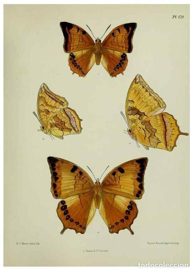 Collection Magazines and Newspapers: Reproducci&oacute;n/Reproduction 39165704441: Lepidoptera indica.. London,1890-1913.. - Moore, Frederic,