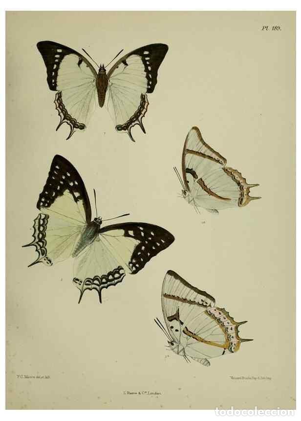 Collection Magazines and Newspapers: Reproducci&oacute;n/Reproduction 39135456582: Lepidoptera indica.. London,1890-1913.. - Moore, Frederic,