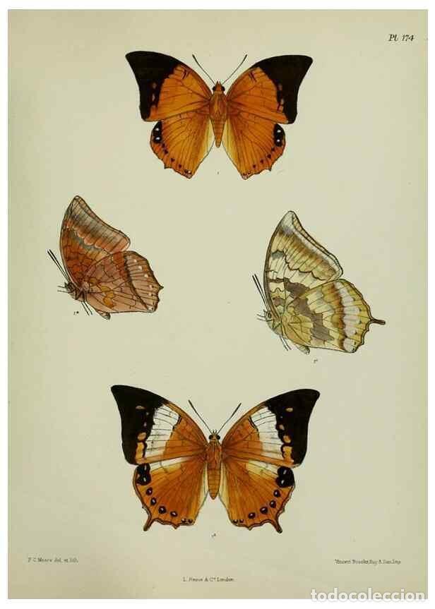 Collectionnisme de Revues et Journaux: Reproducci&oacute;n/Reproduction 38285726795: Lepidoptera indica.. London,1890-1913.. - Moore, Frederic,