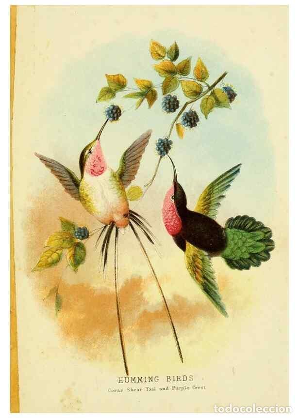 Colecionismo de Revistas e Jornais: Reproducci&oacute;n/Reproduction 48684134451: Humming-birds,. London ;T. Nelson,1874.. - Kirby, Mary,