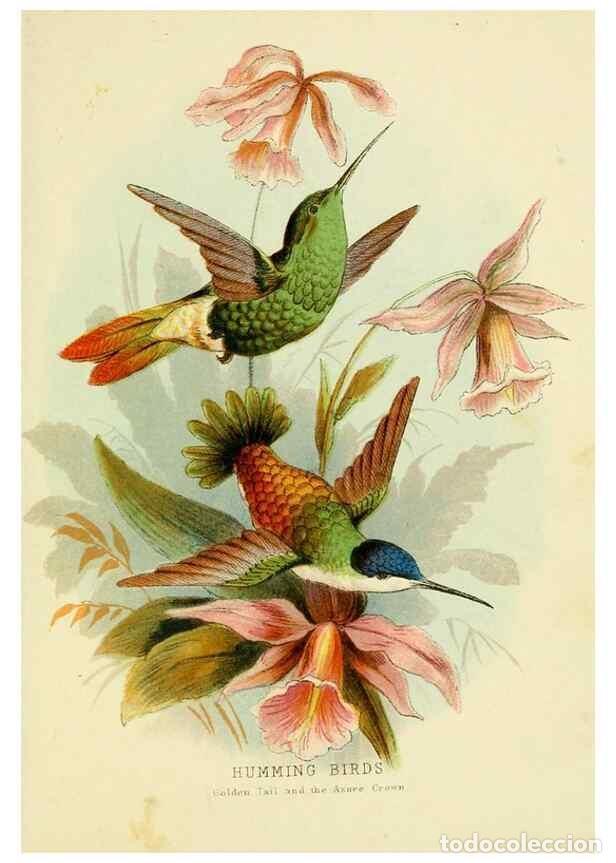 Collezionismo di Riviste e Giornali: Reproducci&oacute;n/Reproduction 48683796623: Humming-birds,. London ;T. Nelson,1874.. - Kirby, Mary,