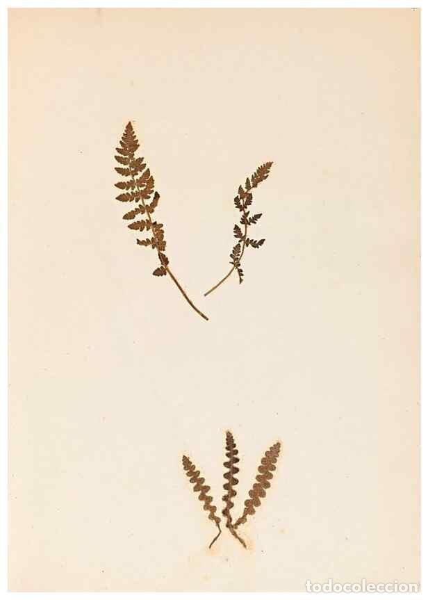 Sammeln von Zeitschriften und Zeitungen: Reproducci&oacute;n/Reproduction 40874331133: The ferns of Wales.. Heath,T. Thomas,1856.. - Young, Edward.