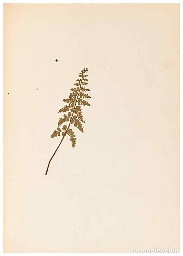 Sammeln von Zeitschriften und Zeitungen: Reproducci&oacute;n/Reproduction 32897134227: The ferns of Wales.. Heath,T. Thomas,1856.. - Young, Edward.