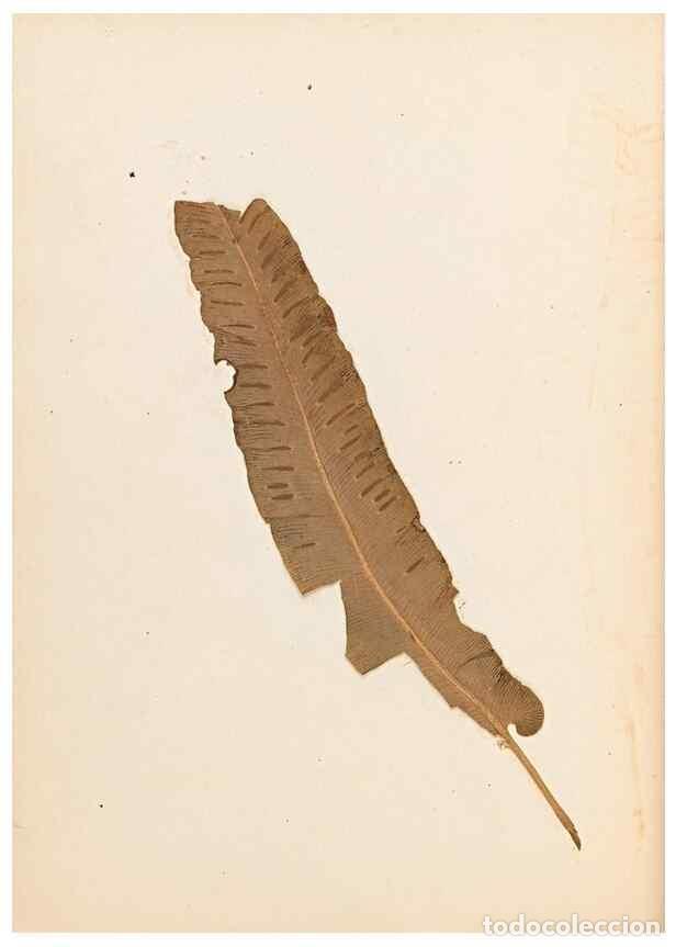 Colecionismo de Revistas e Jornais: Reproducci&oacute;n/Reproduction 47788965422: The ferns of Wales.. Heath,T. Thomas,1856.. - Young, Edward.
