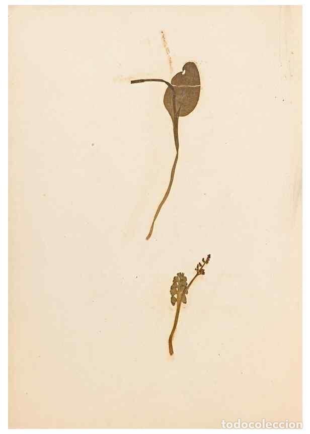 Sammeln von Zeitschriften und Zeitungen: Reproducci&oacute;n/Reproduction 46924774755: The ferns of Wales.. Heath,T. Thomas,1856.. - Young, Edward.