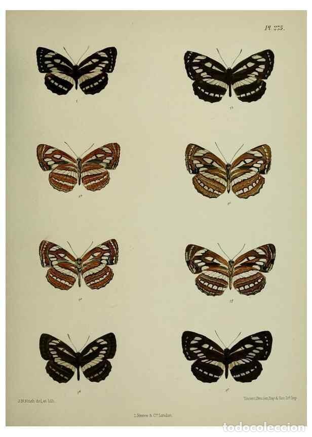 Collectionnisme de Revues et Journaux: Reproducci&oacute;n/Reproduction 39312168410: Lepidoptera indica.. London,1890-1913.. - Moore, Frederic,