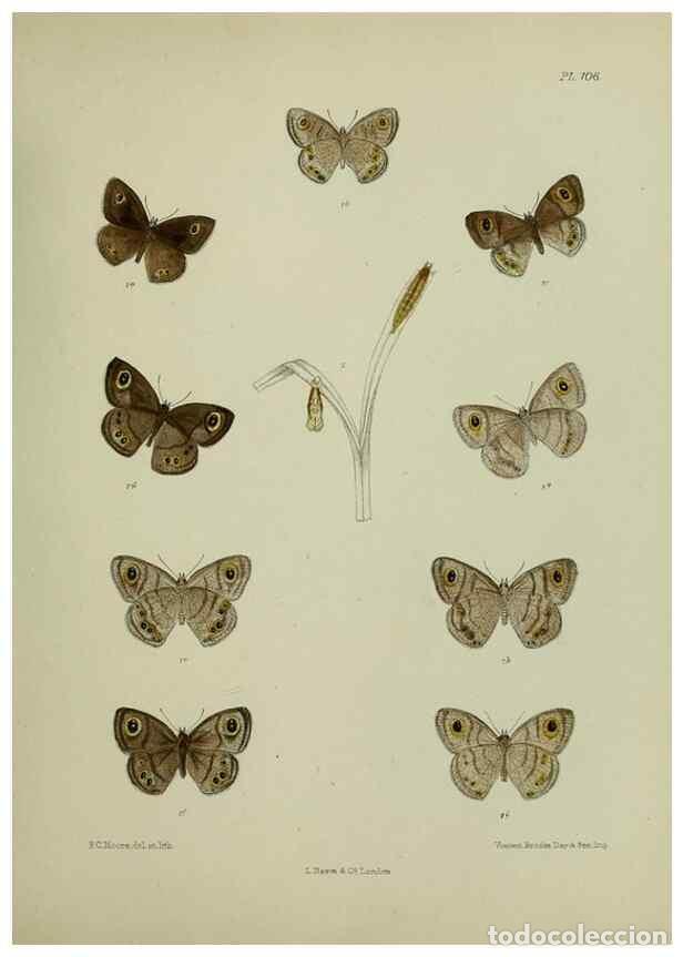Collection Magazines and Newspapers: Reproducci&oacute;n/Reproduction 38285537865: Lepidoptera indica.. London,1890-1913.. - Moore, Frederic,