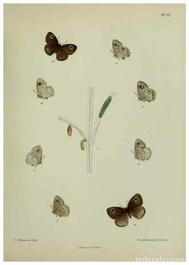 Collection Magazines and Newspapers: Reproducci&oacute;n/Reproduction 39135243262: Lepidoptera indica.. London,1890-1913.. - Moore, Frederic,