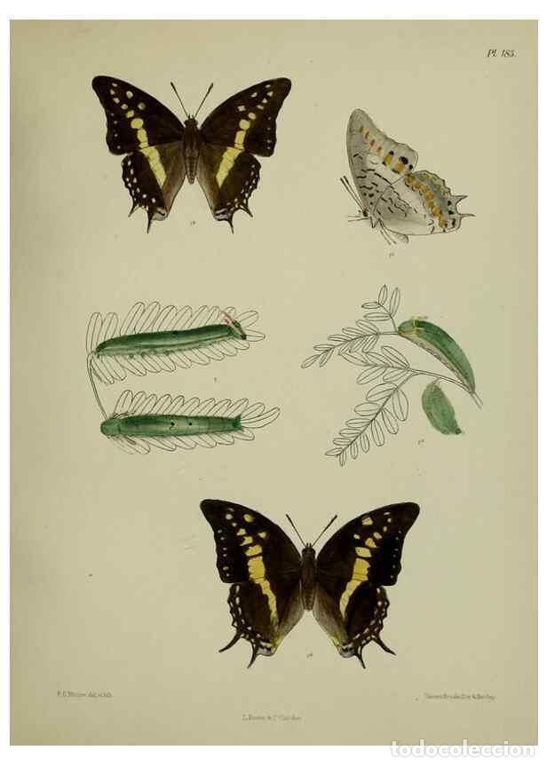Collection Magazines and Newspapers: Reproducci&oacute;n/Reproduction 38285751355: Lepidoptera indica.. London,1890-1913.. - Moore, Frederic,