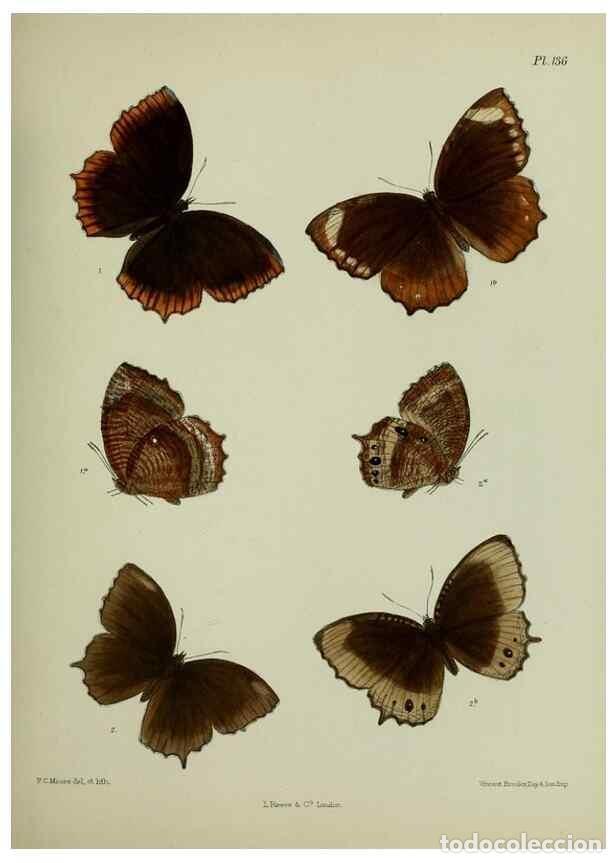 Collectionnisme de Revues et Journaux: Reproducci&oacute;n/Reproduction 27388154369: Lepidoptera indica.. London,1890-1913.. - Moore, Frederic,