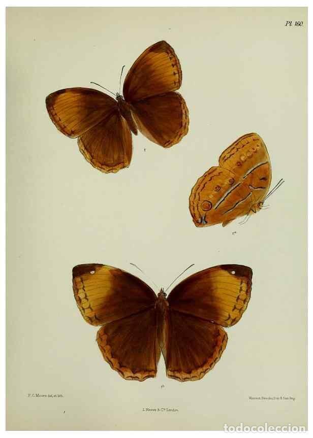 Collection Magazines and Newspapers: Reproducci&oacute;n/Reproduction 24304692377: Lepidoptera indica.. London,1890-1913.. - Moore, Frederic,