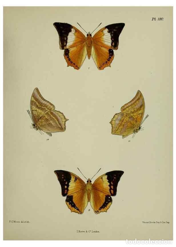 Collection Magazines and Newspapers: Reproducci&oacute;n/Reproduction 38457808214: Lepidoptera indica.. London,1890-1913.. - Moore, Frederic,