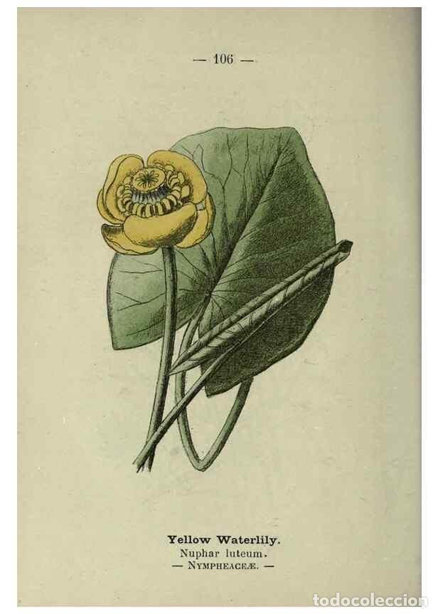 Colecionismo de Revistas e Jornais: Reproducci&oacute;n/Reproduction 8746671635: Wayside and woodland blossoms :. London ;F. Warne,1895. - Step