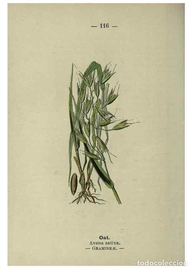 Sammeln von Zeitschriften und Zeitungen: Reproducci&oacute;n/Reproduction 8747796292: Wayside and woodland blossoms :. London ;F. Warne,1895. - Step