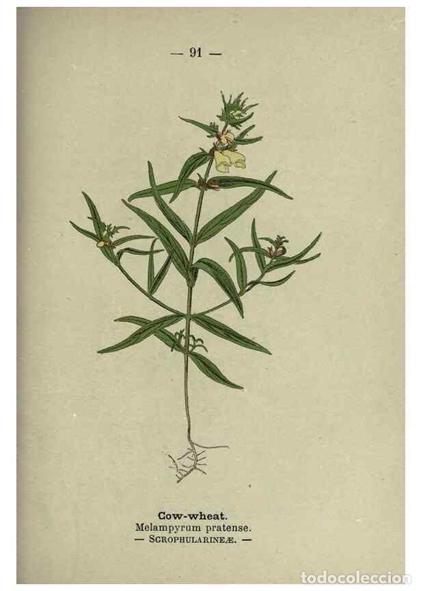 Collection Magazines and Newspapers: Reproducci&oacute;n/Reproduction 8746664611: Wayside and woodland blossoms :. London ;F. Warne,1895. - Step