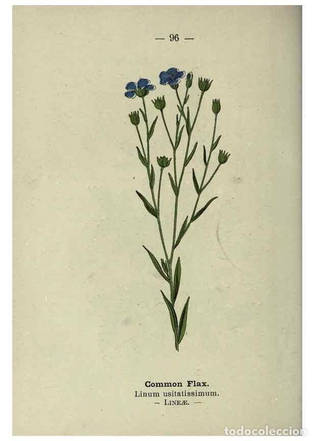 Collection Magazines and Newspapers: Reproducci&oacute;n/Reproduction 8747787222: Wayside and woodland blossoms :. London ;F. Warne,1895. - Step