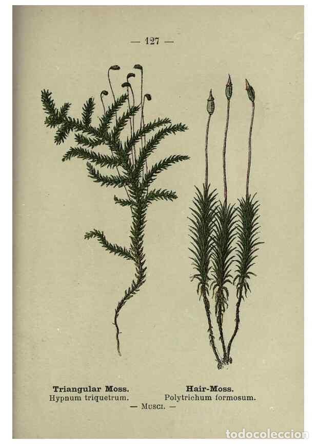 Coleccionismo de Revistas y Peri&oacute;dicos: Reproducci&oacute;n/Reproduction 8746681055: Wayside and woodland blossoms :. London ;F. Warne,1895. - Step