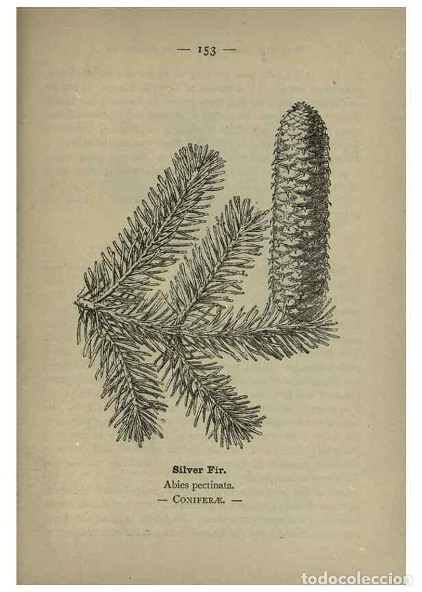 Colecionismo de Revistas e Jornais: Reproducci&oacute;n/Reproduction 8746691505: Wayside and woodland blossoms :. London ;F. Warne,1895. - Step