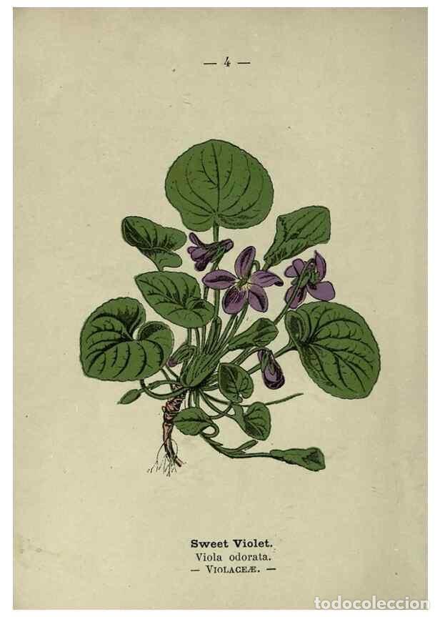 Coleccionismo de Revistas y Peri&oacute;dicos: Reproducci&oacute;n/Reproduction 8746621839: Wayside and woodland blossoms :. London ;F. Warne,1895. - Step