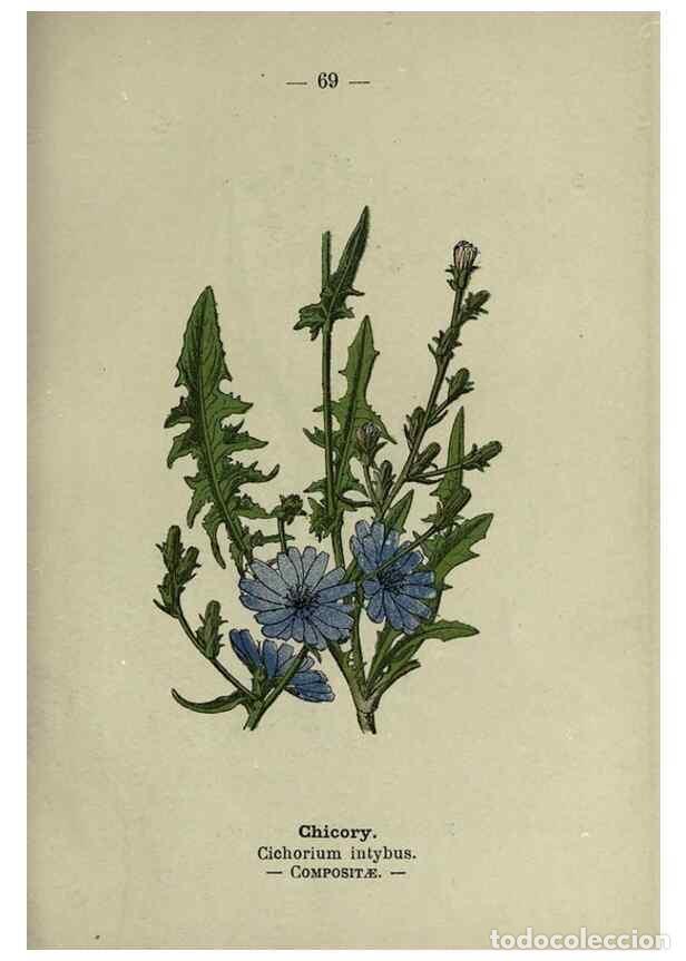 Sammeln von Zeitschriften und Zeitungen: Reproducci&oacute;n/Reproduction 8746654121: Wayside and woodland blossoms :. London ;F. Warne,1895. - Step