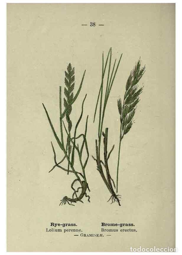 Collectionnisme de Revues et Journaux: Reproducci&oacute;n/Reproduction 8746638759: Wayside and woodland blossoms :. London ;F. Warne,1895. - Step