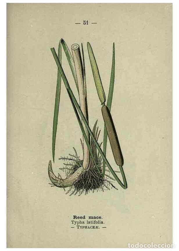 Collectionnisme de Revues et Journaux: Reproducci&oacute;n/Reproduction 8746645787: Wayside and woodland blossoms :. London ;F. Warne,1895. - Step