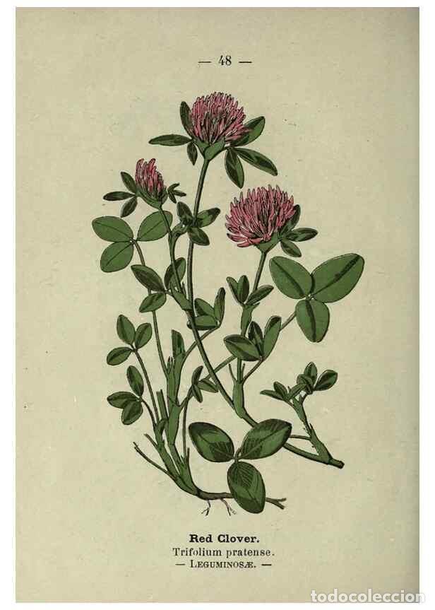 Collezionismo di Riviste e Giornali: Reproducci&oacute;n/Reproduction 8747764596: Wayside and woodland blossoms :. London ;F. Warne,1895. - Step