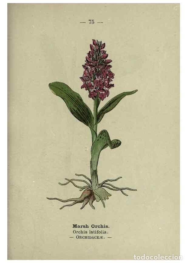 Colecionismo de Revistas e Jornais: Reproducci&oacute;n/Reproduction 8747777048: Wayside and woodland blossoms :. London ;F. Warne,1895. - Step