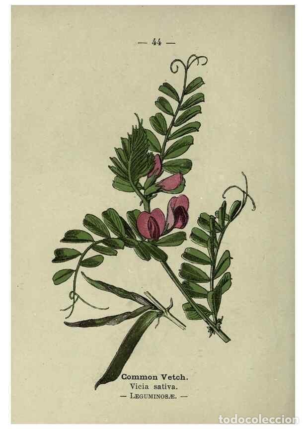 Collection Magazines and Newspapers: Reproducci&oacute;n/Reproduction 8746641793: Wayside and woodland blossoms :. London ;F. Warne,1895. - Step