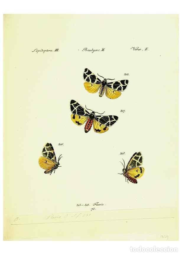Sammeln von Zeitschriften und Zeitungen: Reproducci&oacute;n/Reproduction 9101652694: H&uuml;bner's papilio. S.l. :s.n.,1796-1841 - H&uuml;bner, Jacob,