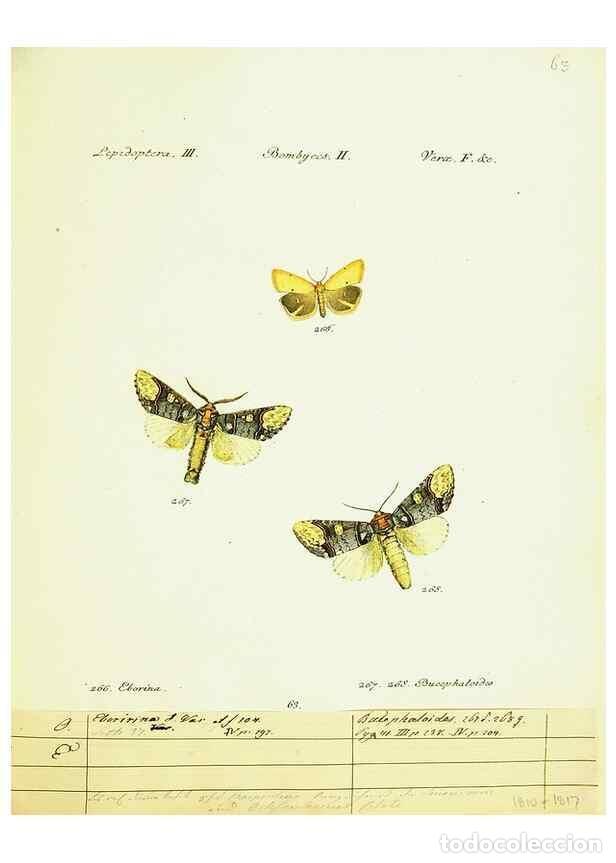 Sammeln von Zeitschriften und Zeitungen: Reproducci&oacute;n/Reproduction 9101633154: H&uuml;bner's papilio. S.l. :s.n.,1796-1841 - H&uuml;bner, Jacob,