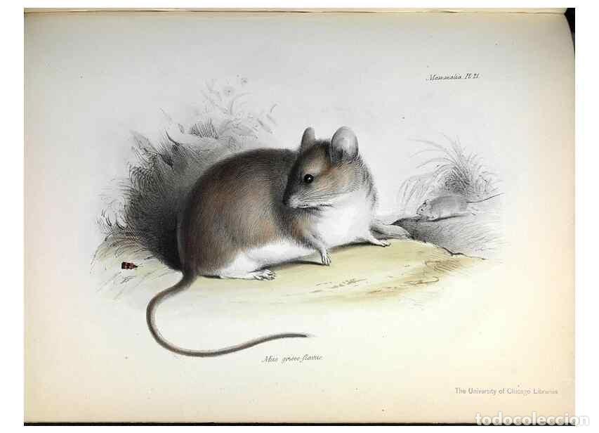 Collection Magazines and Newspapers: Reproducci&oacute;n/Reproduction 8386023683: The zoology of the voyage of H.M.S. Beagle .... London,Smith,