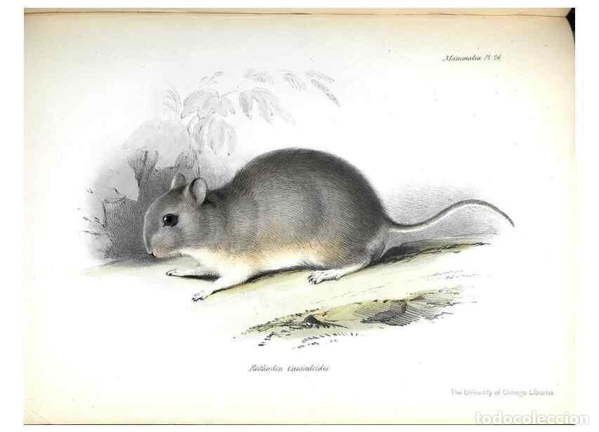 Coleccionismo de Revistas y Peri&oacute;dicos: Reproducci&oacute;n/Reproduction 8387112158: The zoology of the voyage of H.M.S. Beagle .... London,Smith,