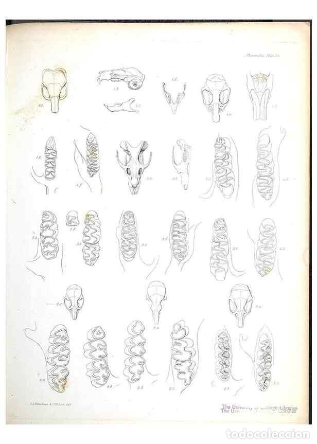 Collection Magazines and Newspapers: Reproducci&oacute;n/Reproduction 8386029029: The zoology of the voyage of H.M.S. Beagle .... London,Smith,