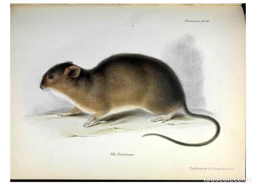 Collection Magazines and Newspapers: Reproducci&oacute;n/Reproduction 8387108882: The zoology of the voyage of H.M.S. Beagle .... London,Smith,