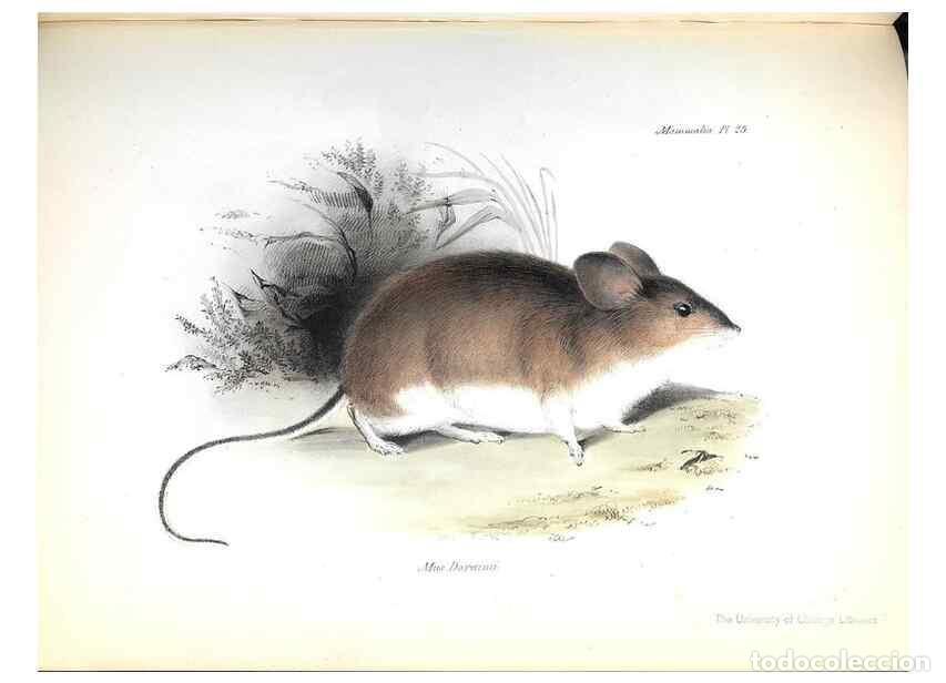 Collection Magazines and Newspapers: Reproducci&oacute;n/Reproduction 8387110834: The zoology of the voyage of H.M.S. Beagle .... London,Smith,