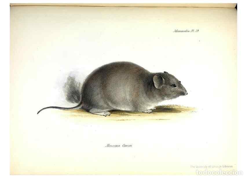 Coleccionismo de Revistas y Peri&oacute;dicos: Reproducci&oacute;n/Reproduction 8386027423: The zoology of the voyage of H.M.S. Beagle .... London,Smith,