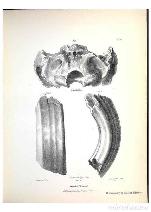 Collection Magazines and Newspapers: Reproducci&oacute;n/Reproduction 8386002071: The zoology of the voyage of H.M.S. Beagle .... London,Smith,